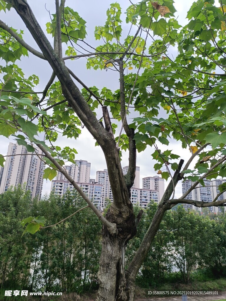城市中枝叶繁茂的绿树