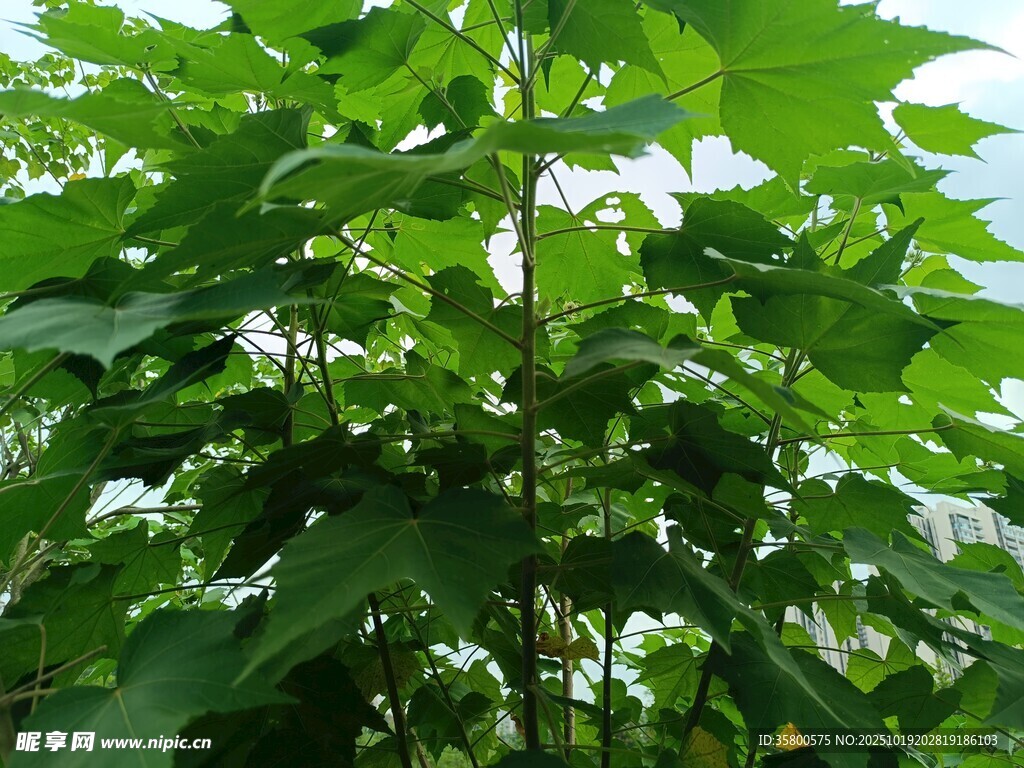 繁茂绿叶植物景观