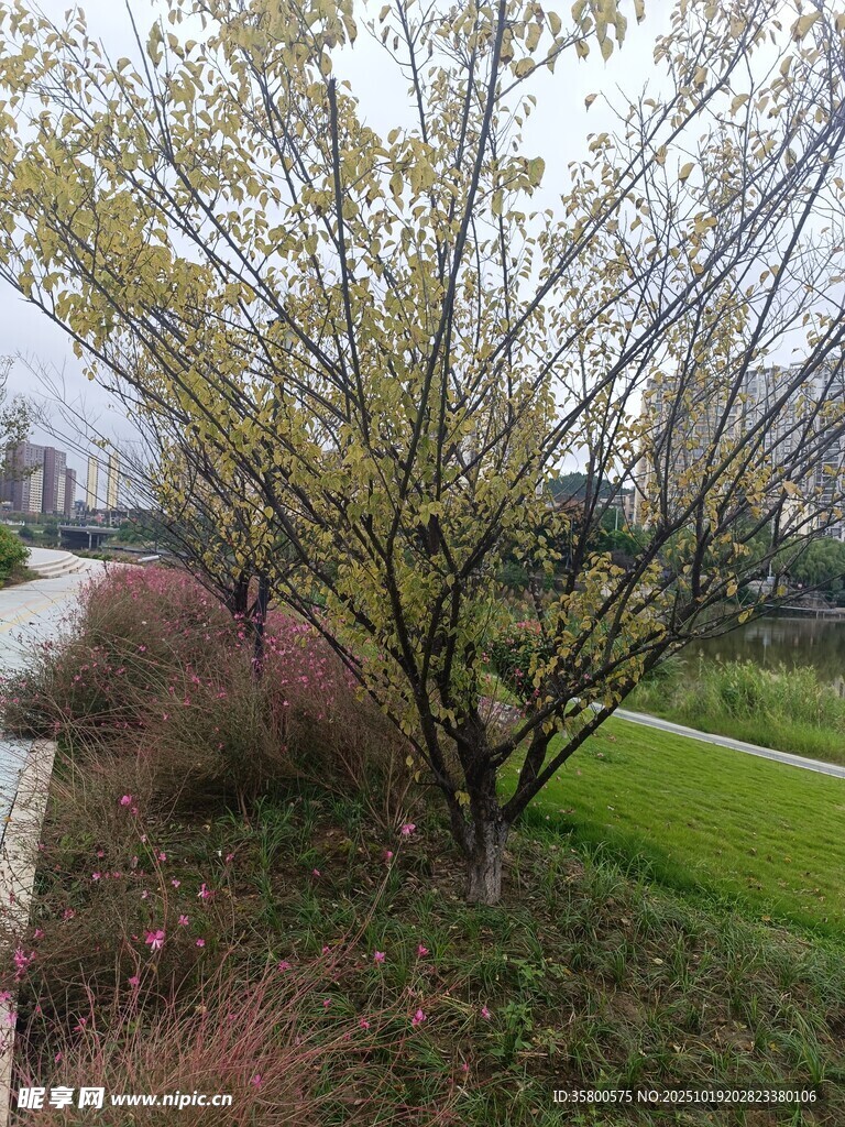 春日河畔树木风景图