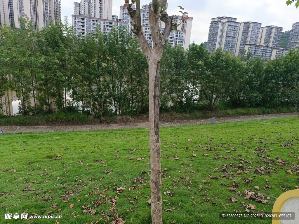 草地孤树与远处高楼景观
