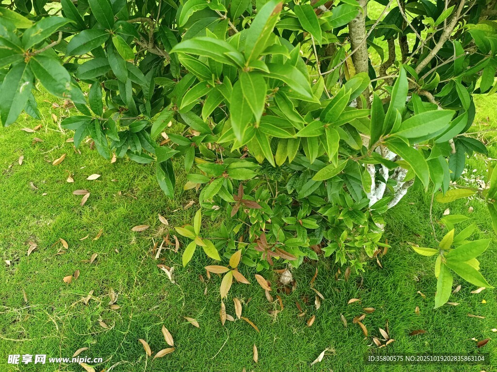 绿叶繁茂的植物景观
