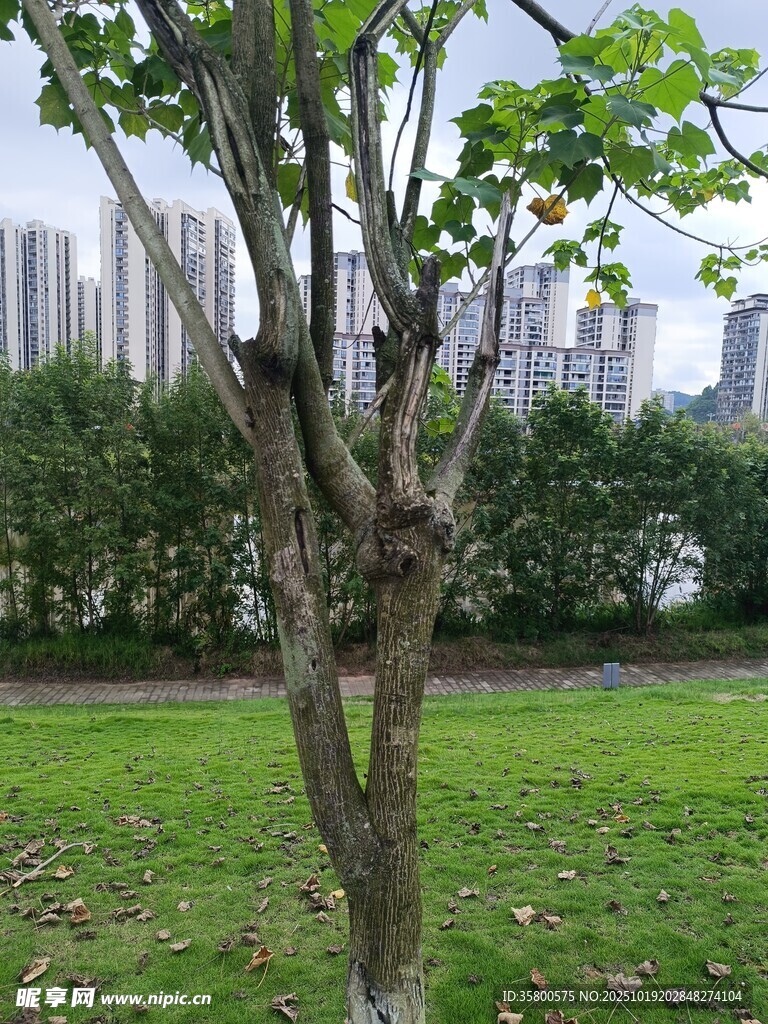 公园中一棵独立的绿树
