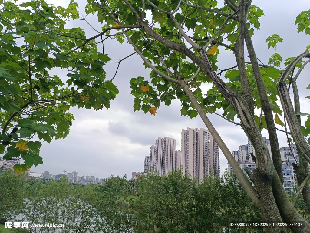城市边的绿树与远处高楼