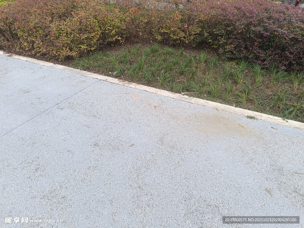 灰白路面旁的绿色植被