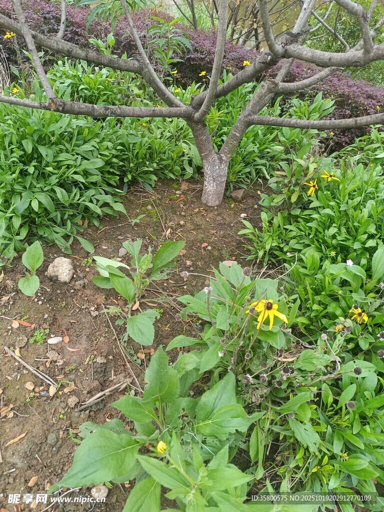 花园中的绿植与绽放小花