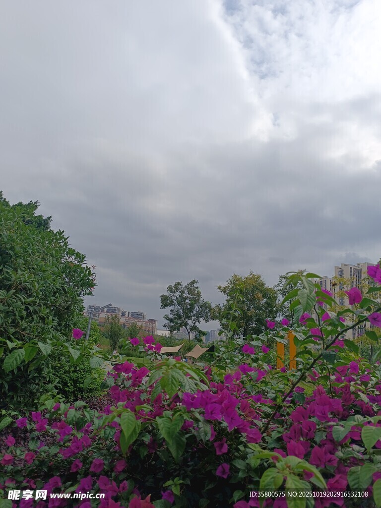 乌云下的绚烂花丛