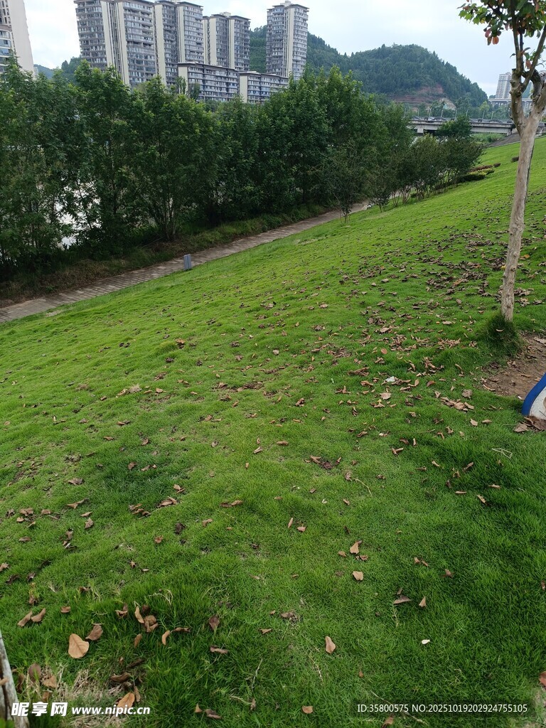 城市边的翠绿草地景观