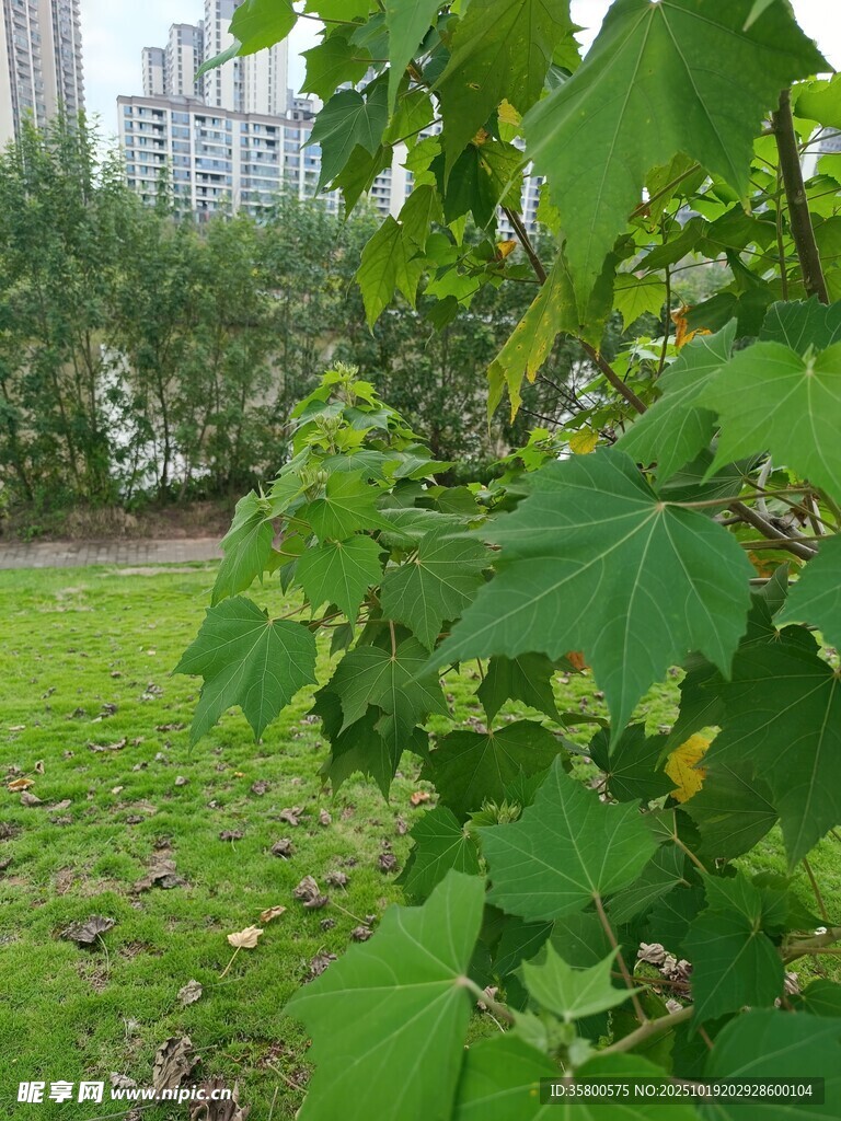 绿叶繁茂的户外景致