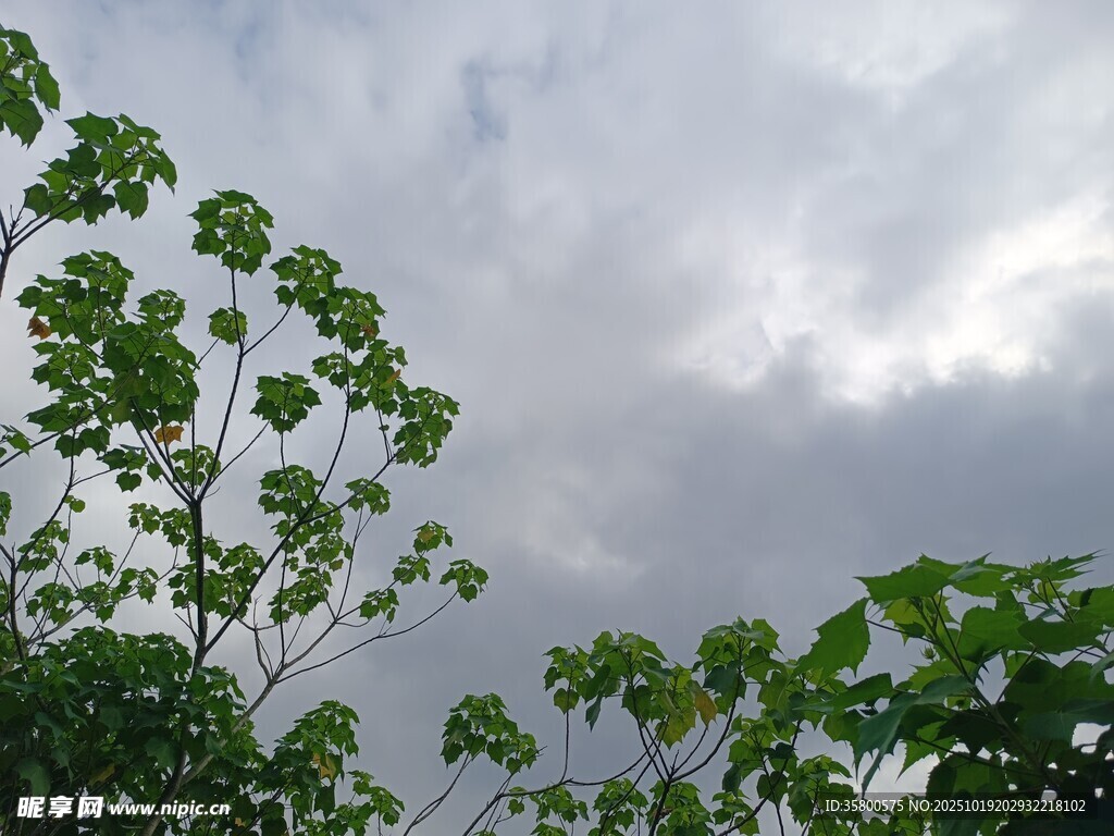 阴天中的翠绿枝叶