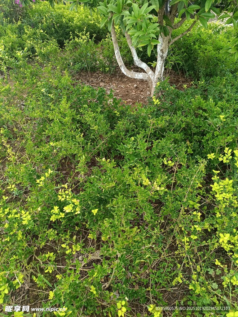 田园绿植中的小树景观