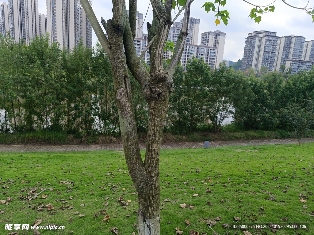 城市绿地中的孤树