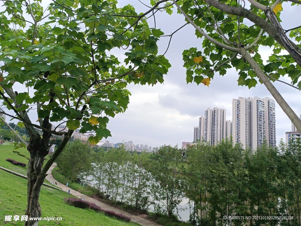 城市河畔绿树环绕美景