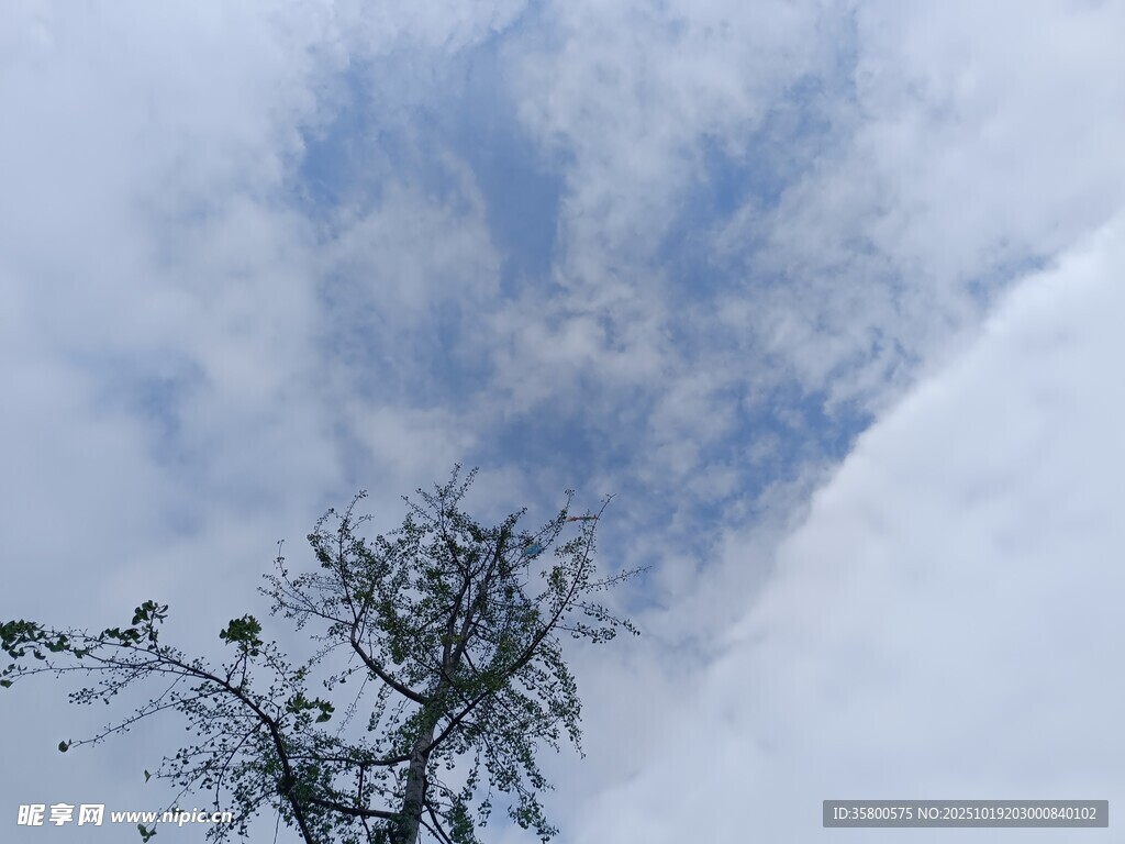 天空下的孤树