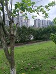 城市中绿意盎然的树木景观