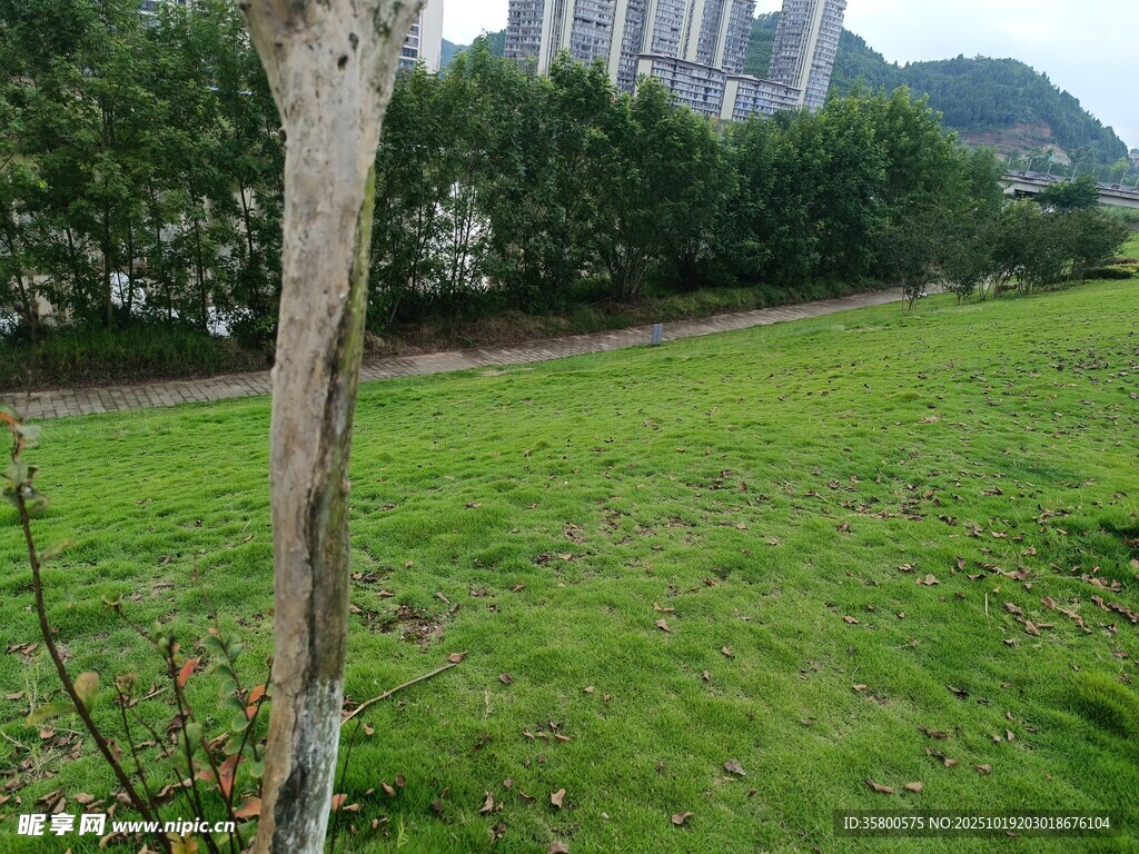 草地旁的树木与远处建筑