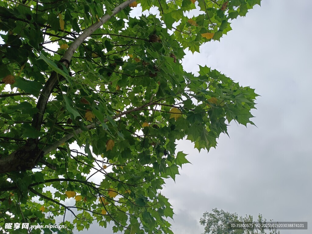 绿叶映灰天的清新景致
