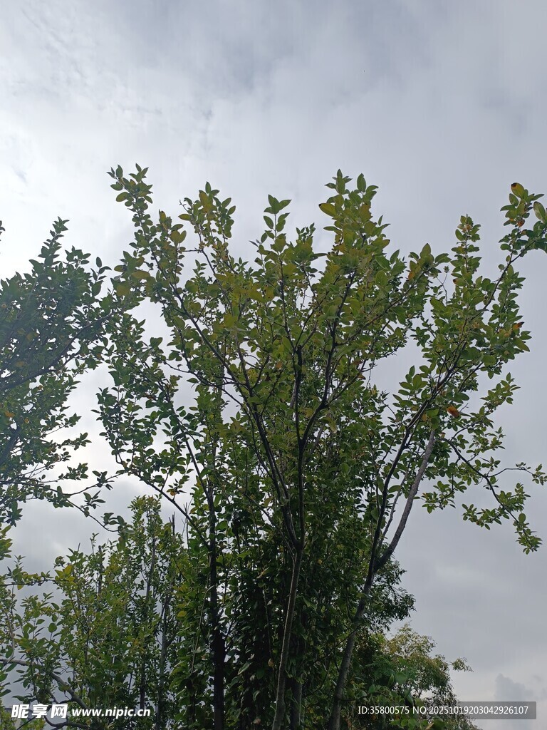 天空下的葱郁树木