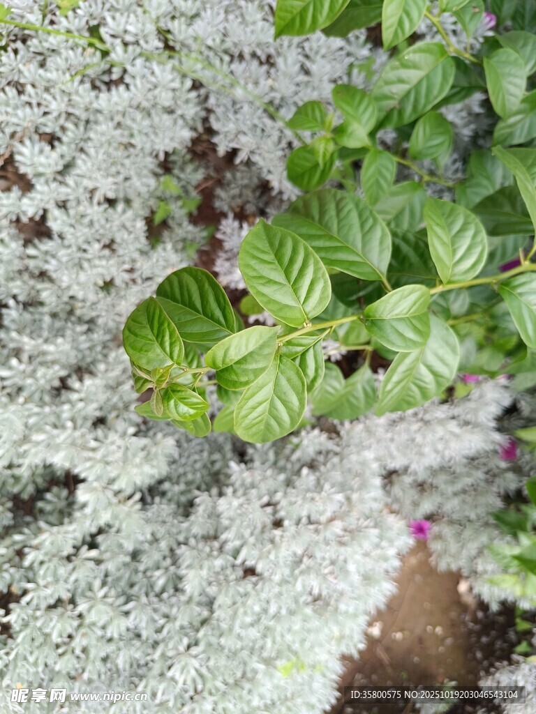 绿叶紫花植物特写