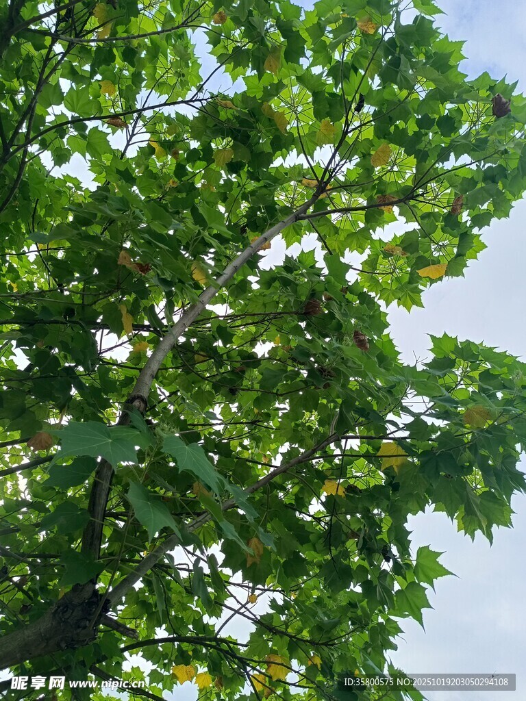 绿叶繁茂的树木