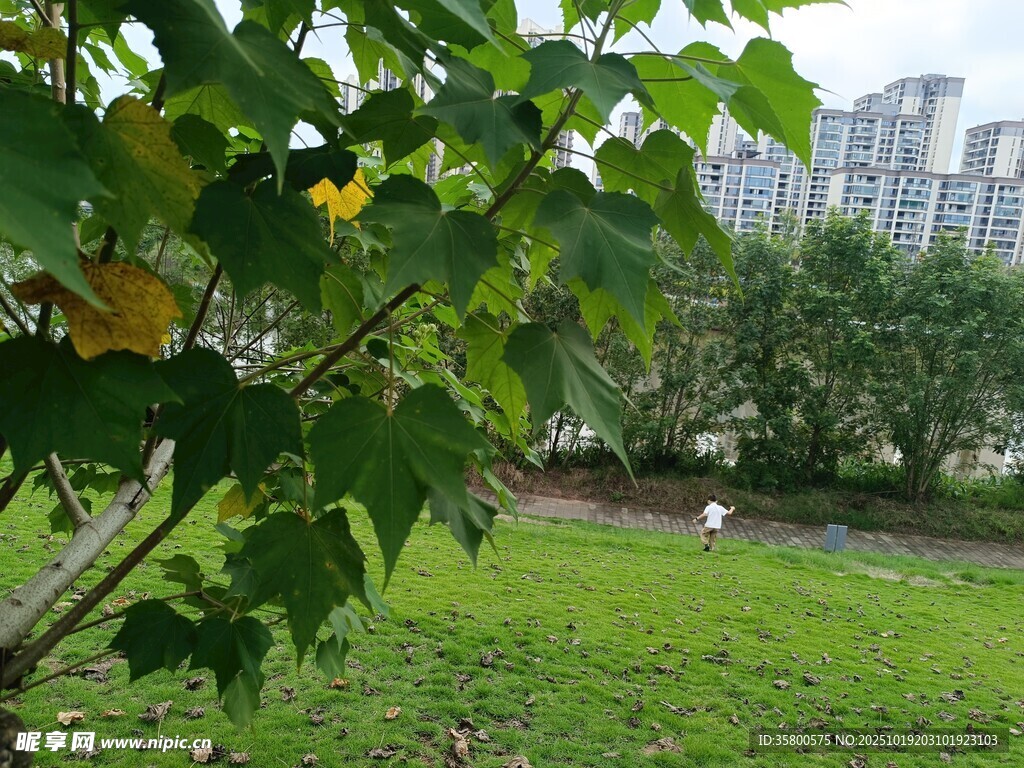 绿叶间的城市绿地景观