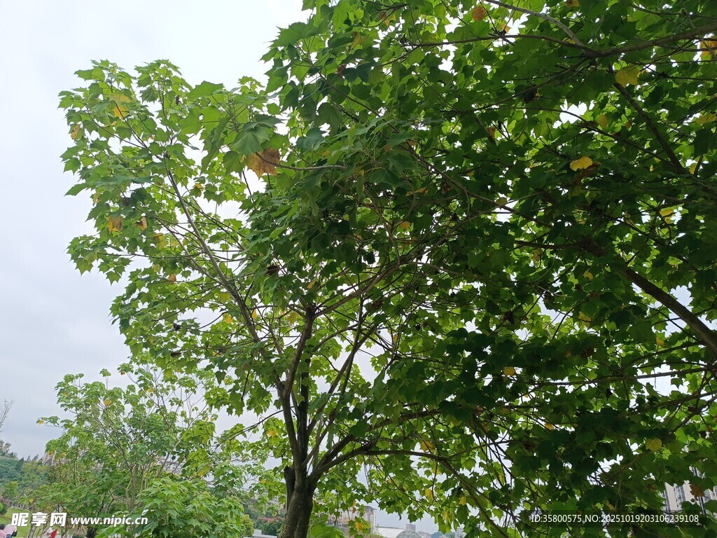 绿叶繁茂的树木景观