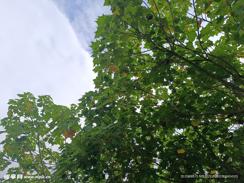 仰视翠绿繁茂的树枝