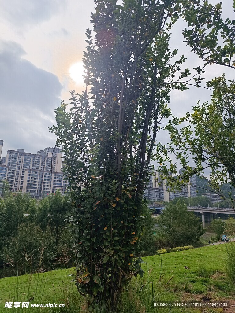 阳光下绿树与远处建筑