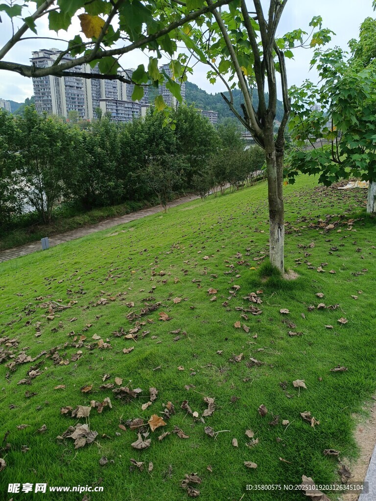 户外绿意盎然的草地景观