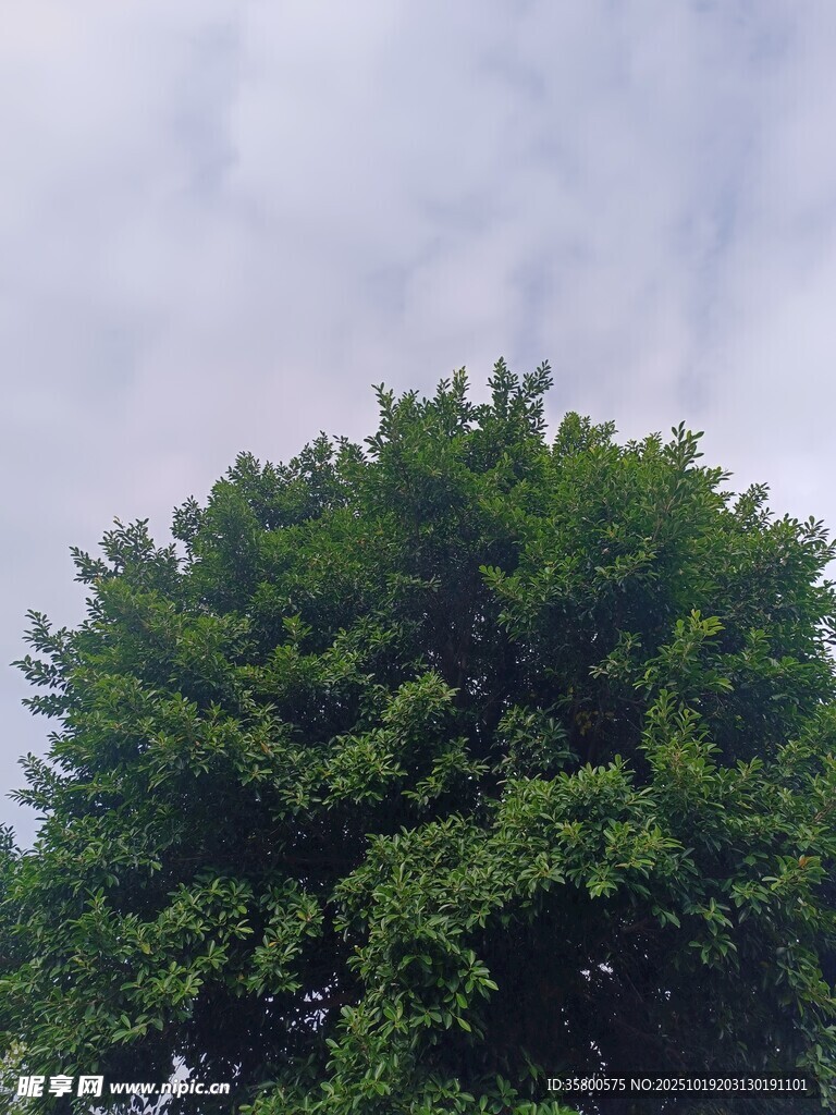 茂盛绿树 