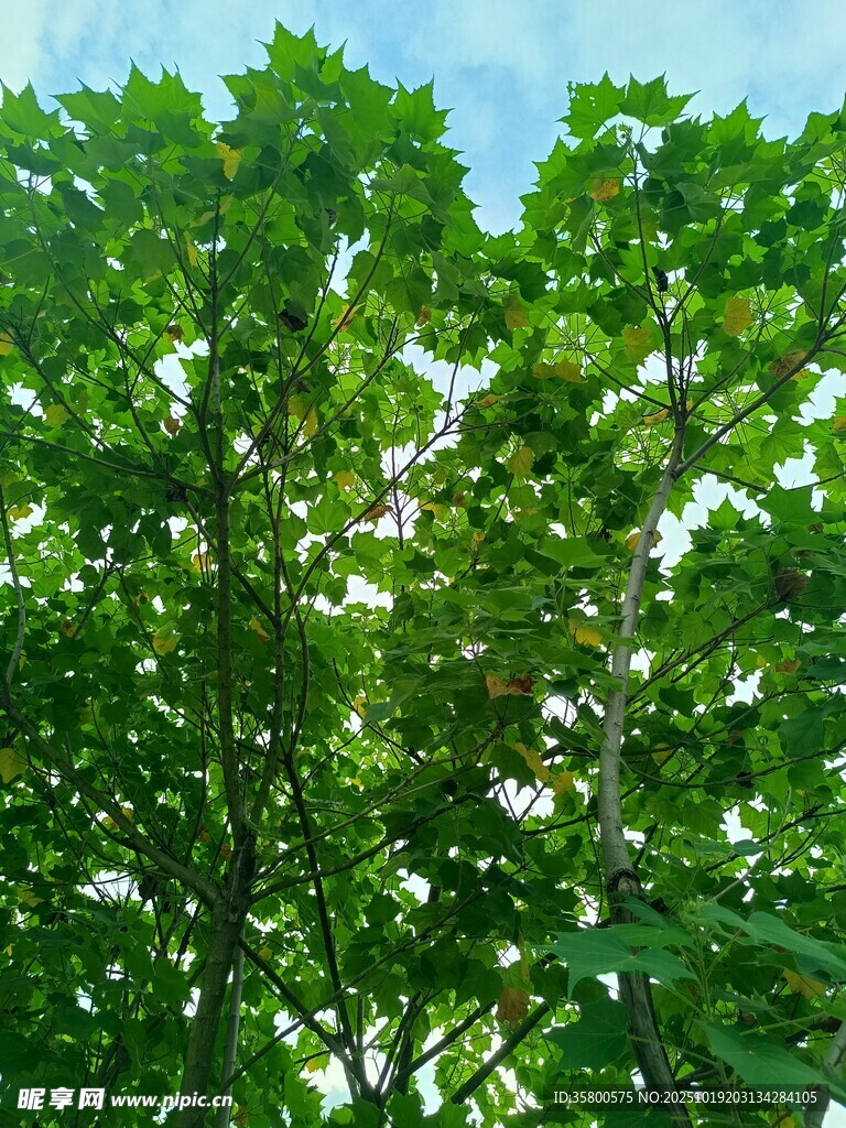 繁茂绿树展现盎然生机
