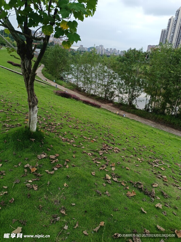 草地旁的树与远处城市景