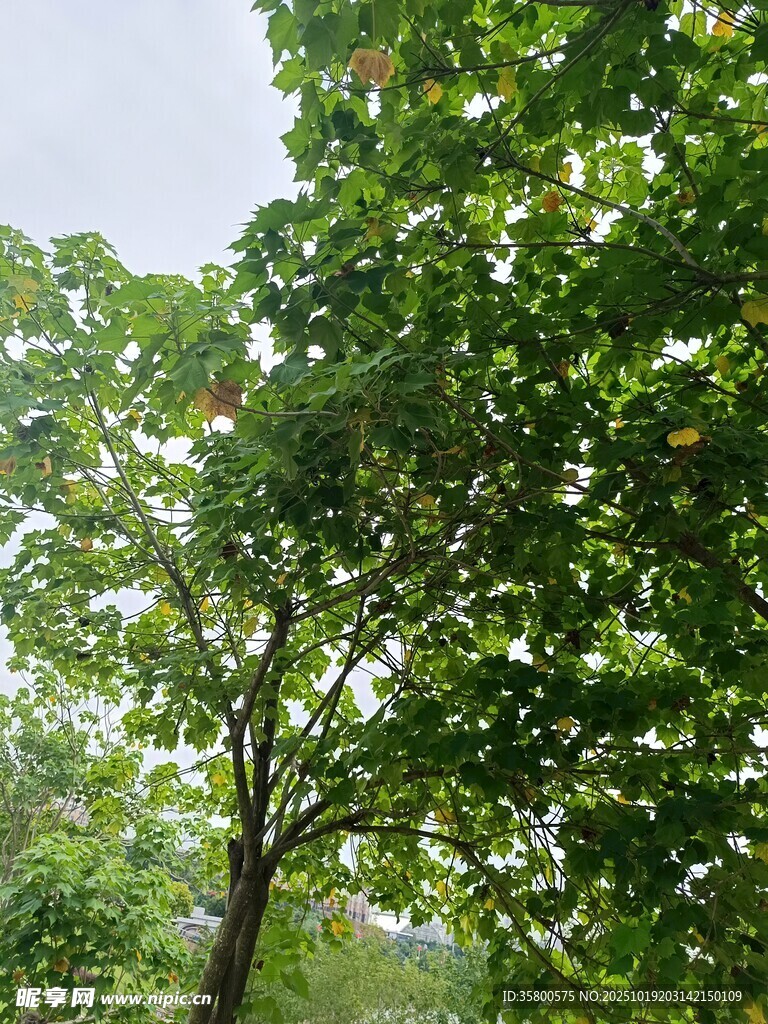 夏日繁茂绿树景观