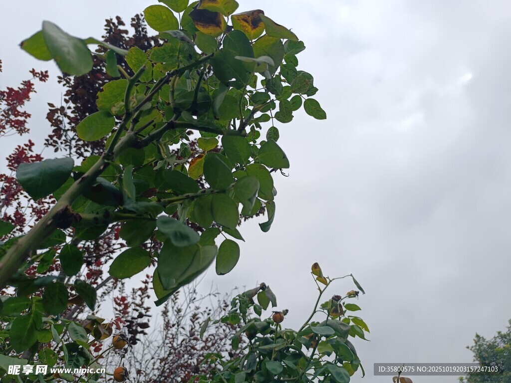 雨中繁茂绿植