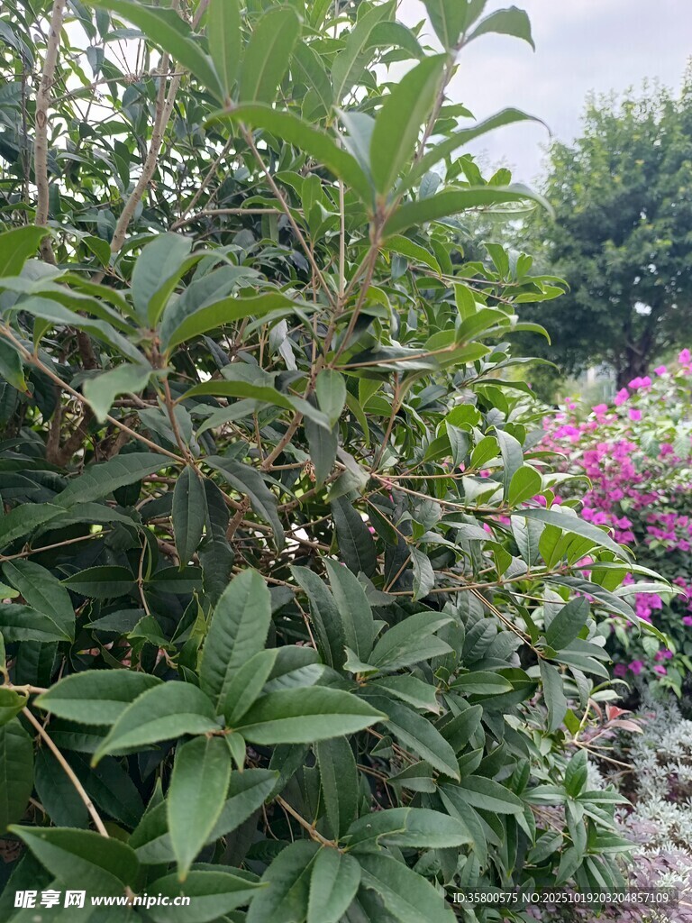 绿叶繁花的自然景致