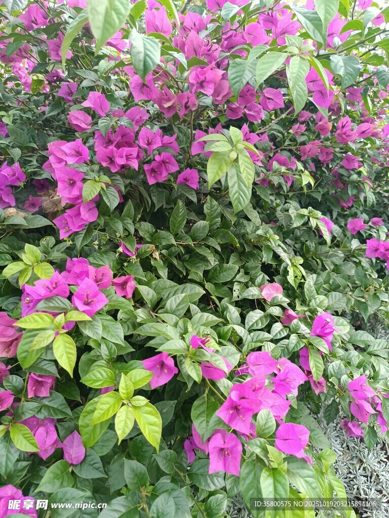 艳丽紫花绽放绿叶间