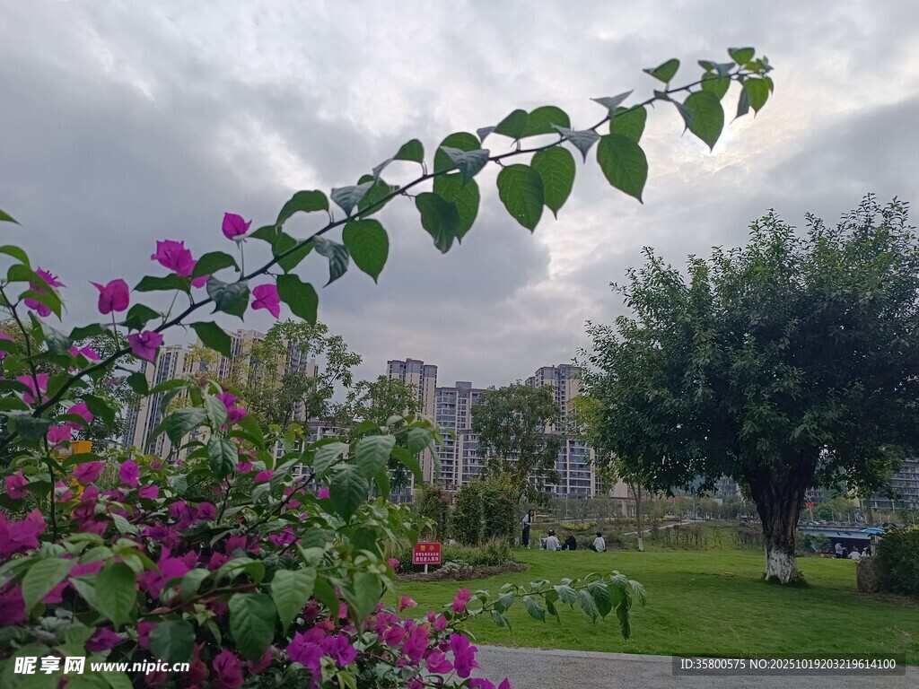 繁花绿叶间的户外景致