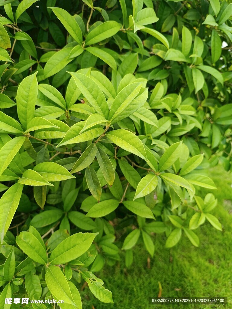 翠绿繁茂的绿叶植物