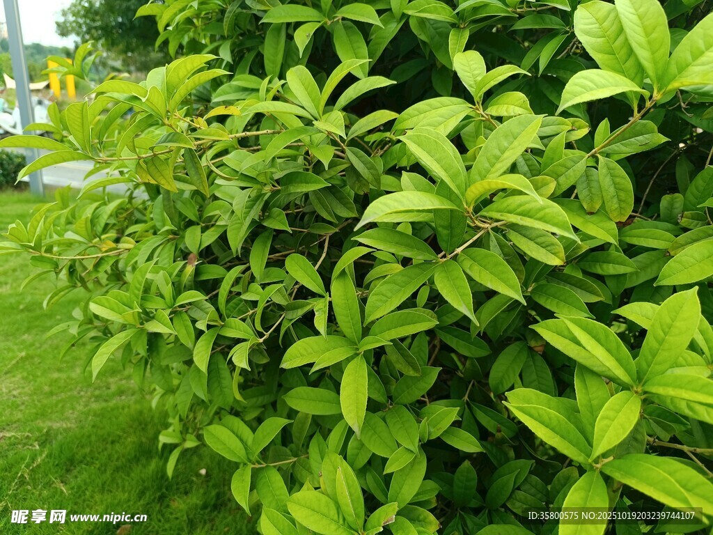 翠绿繁茂的灌木丛
