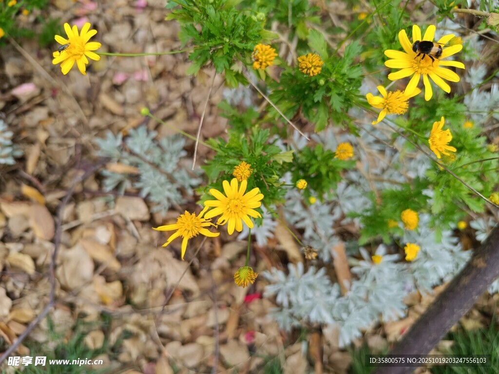 黄色小花绽放于绿植间