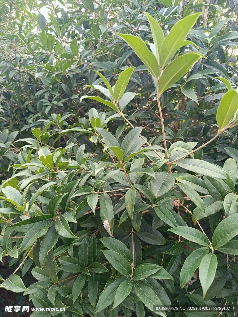 绿叶繁茂的植物景观