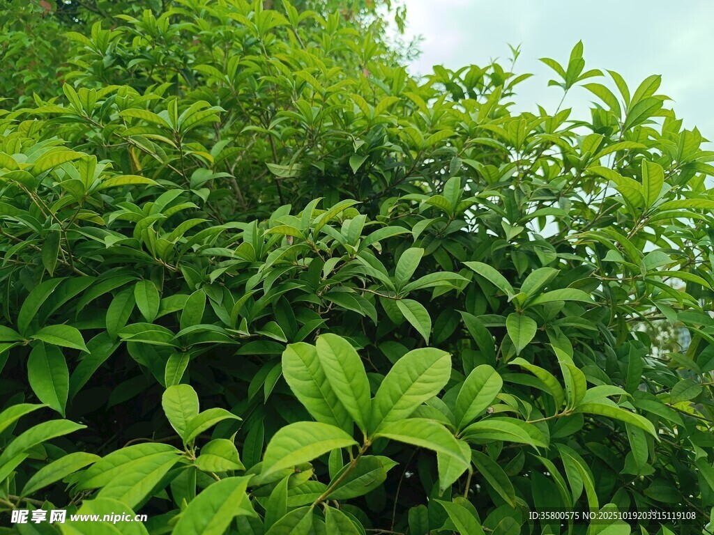 翠绿繁茂的植物景象
