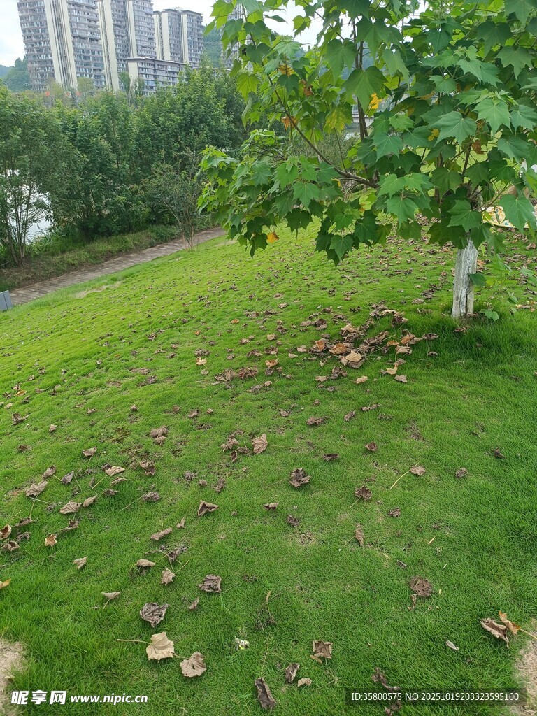 绿意盎然的草地与树木