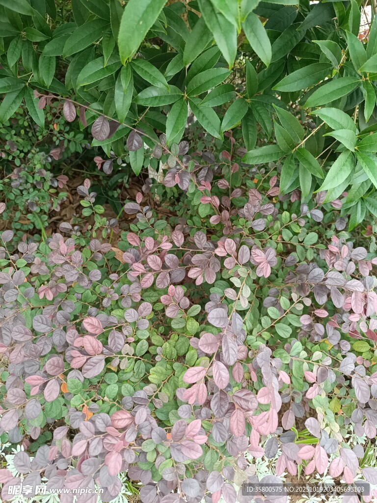 粉色小花点缀绿植间