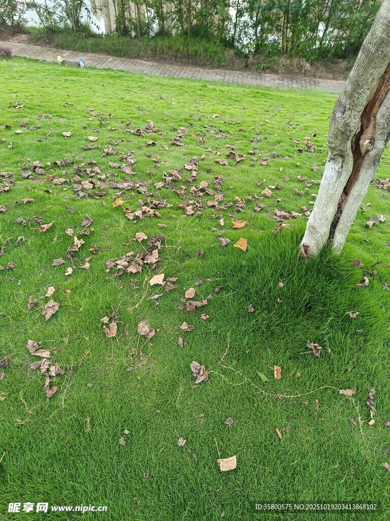 草地旁树干与散落枯叶