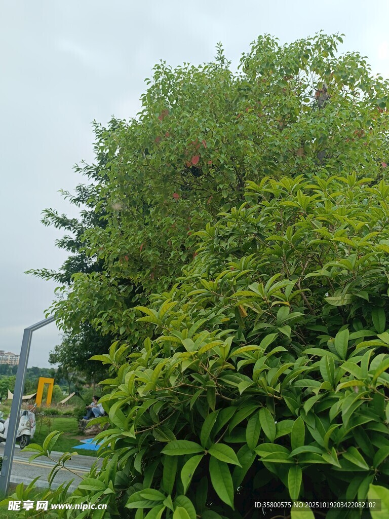繁茂绿植景观