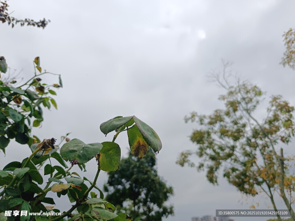 雨中朦胧绿植景象