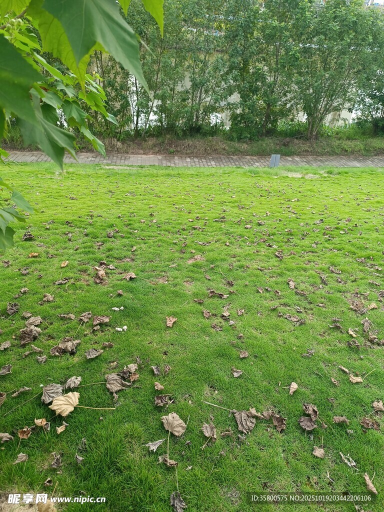 绿意盎然的草地与落叶
