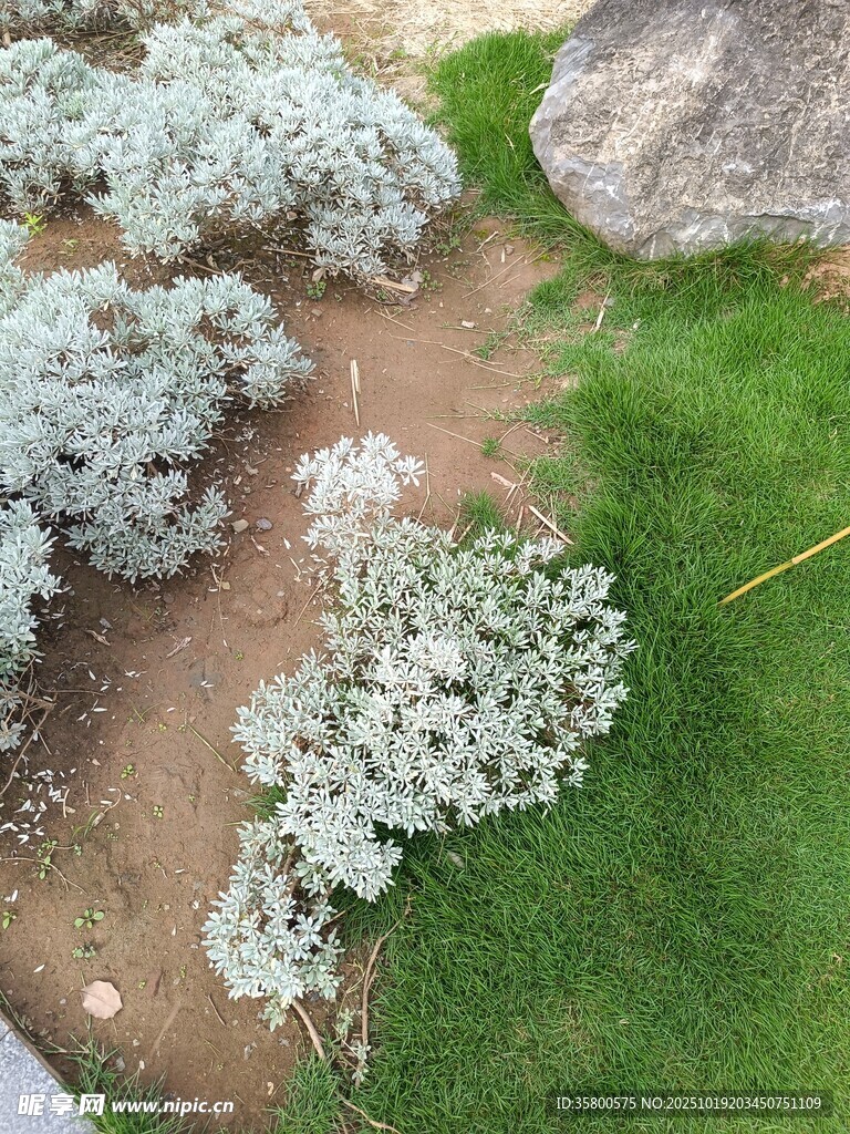 花园中的绿植与小径