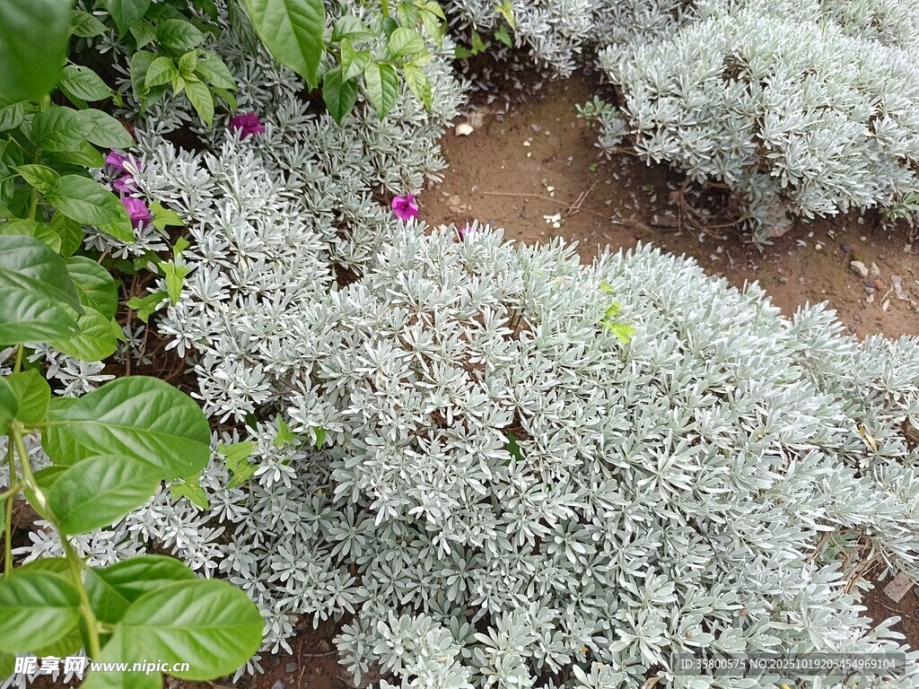 银叶植物与花卉景观
