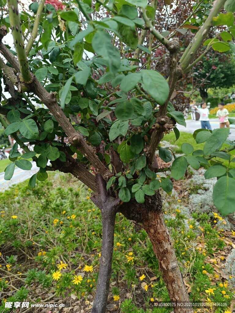 庭院中造型独特的绿植